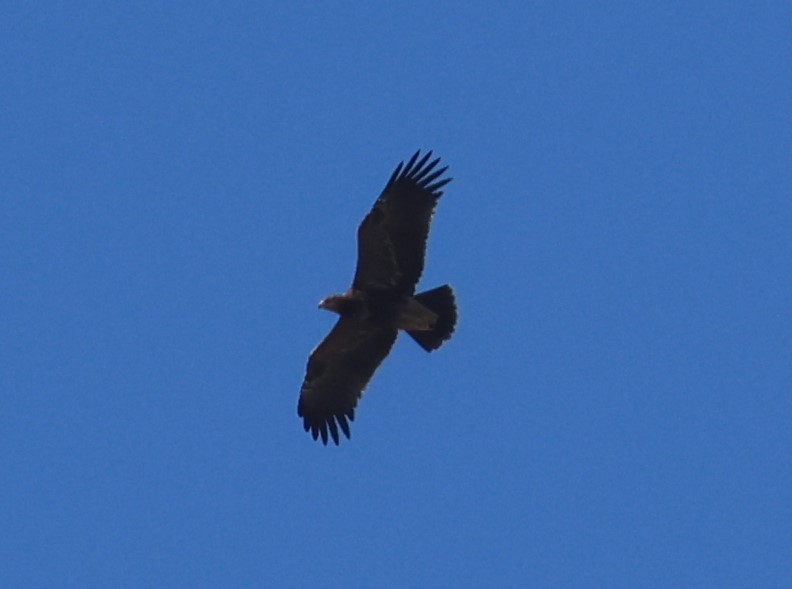 Aigle pomarin - ML644041481