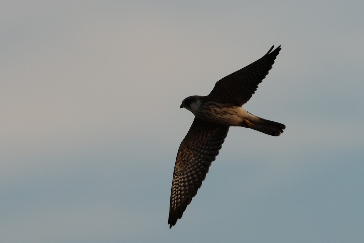 Турамтай шонхор - ML644041501