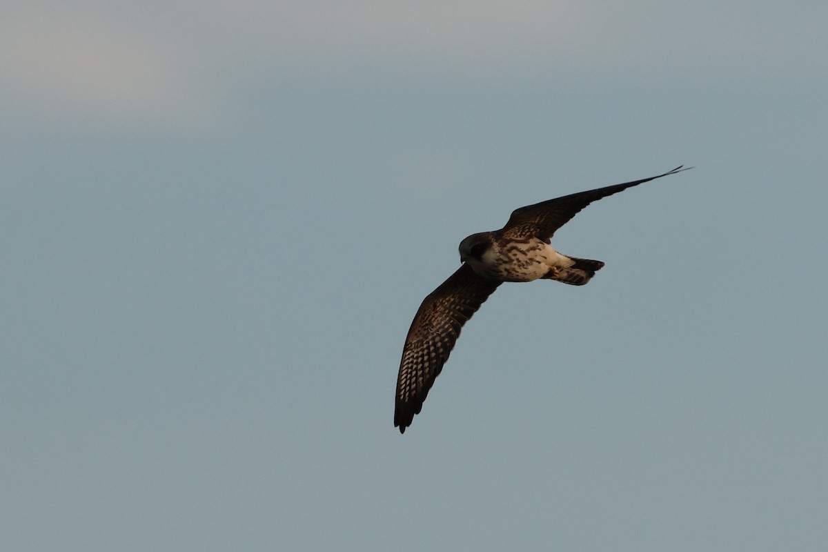 Турамтай шонхор - ML644041502