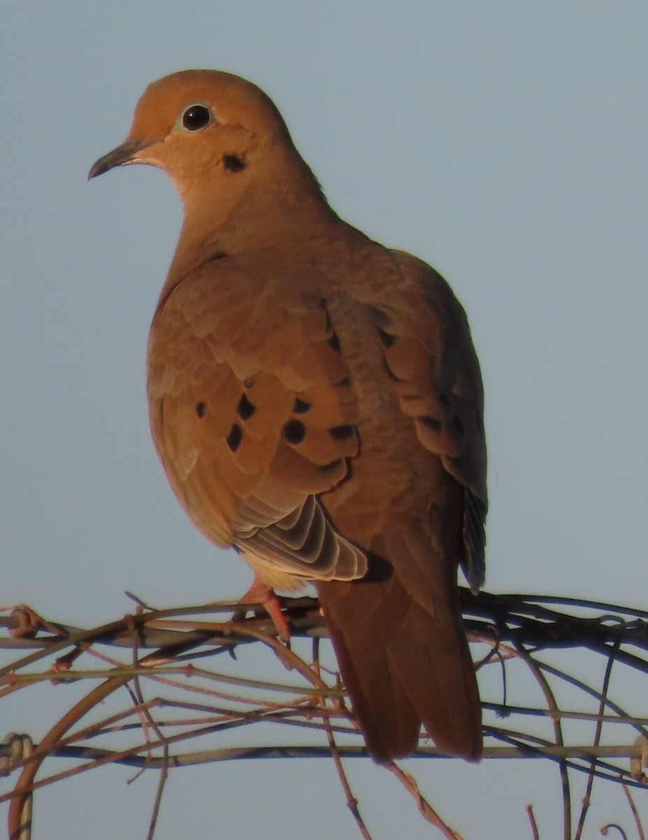 hrdlička karolínská - ML644041504