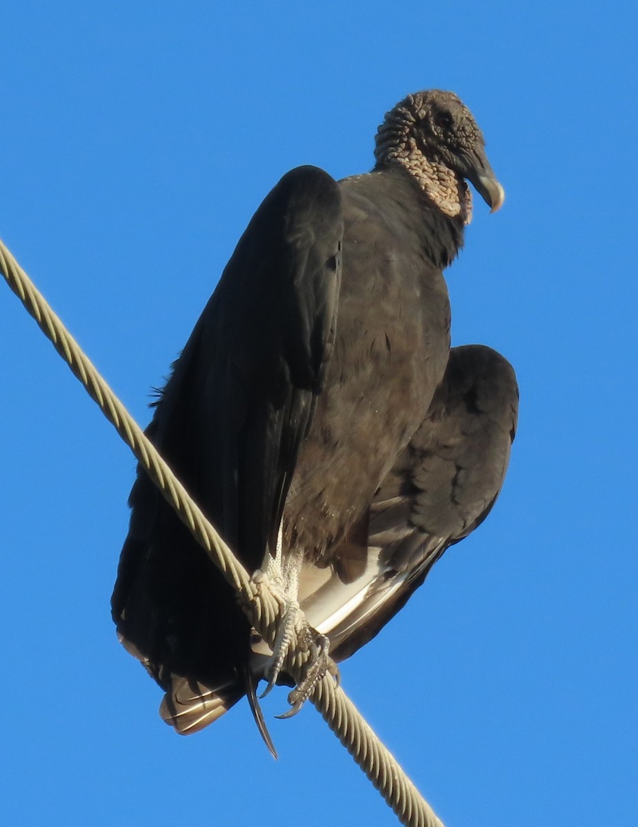 kondor havranovitý - ML644041513