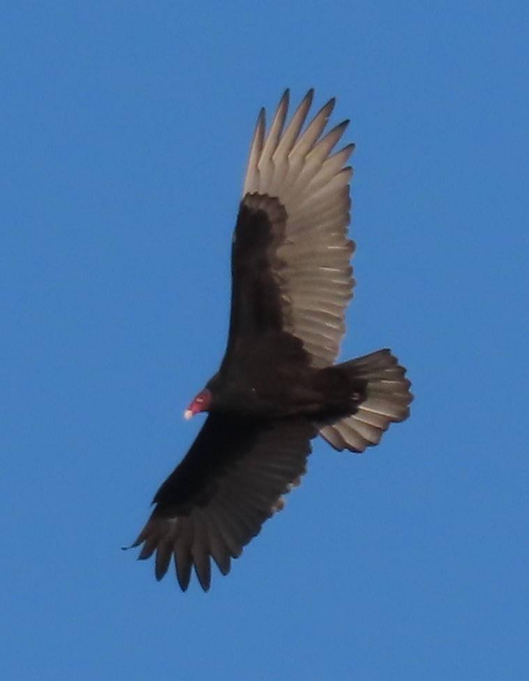 kondor krocanovitý - ML644041518