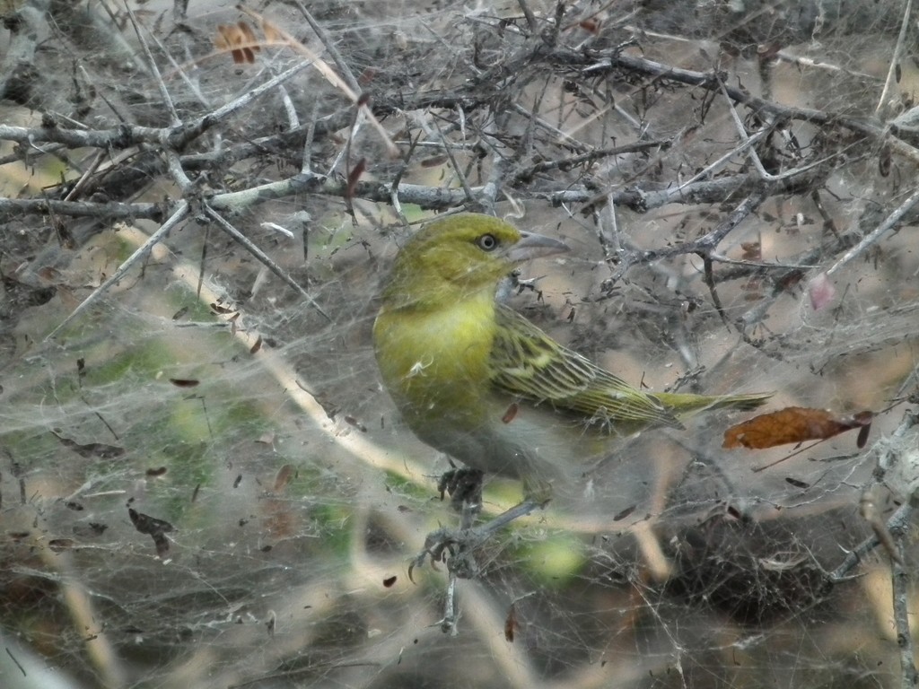 Lesser Masked-Weaver - ML644041519
