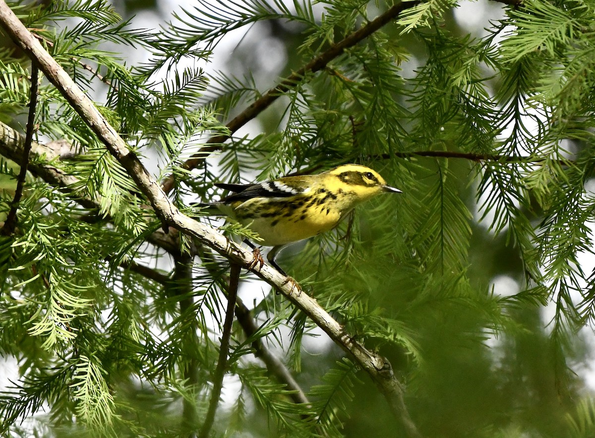 Townsend's Warbler - ML644041524