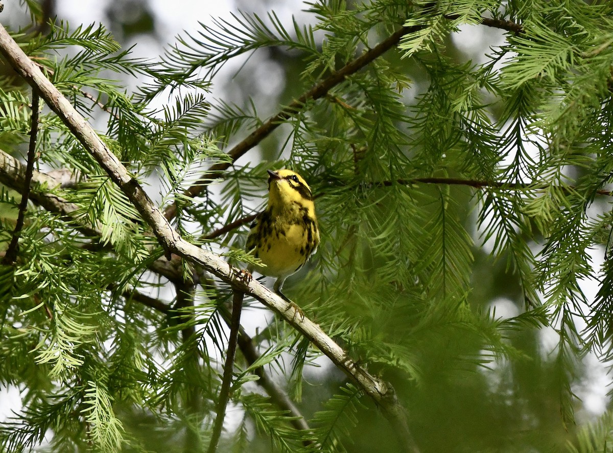 Townsend's Warbler - ML644041525