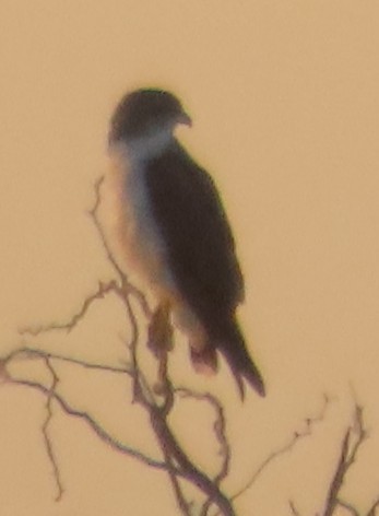 White-tailed Hawk - ML644041527