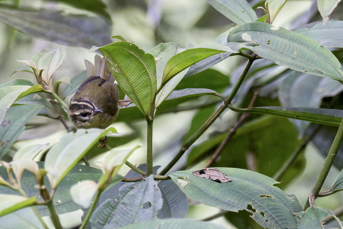 Three-striped Warbler - ML644041529