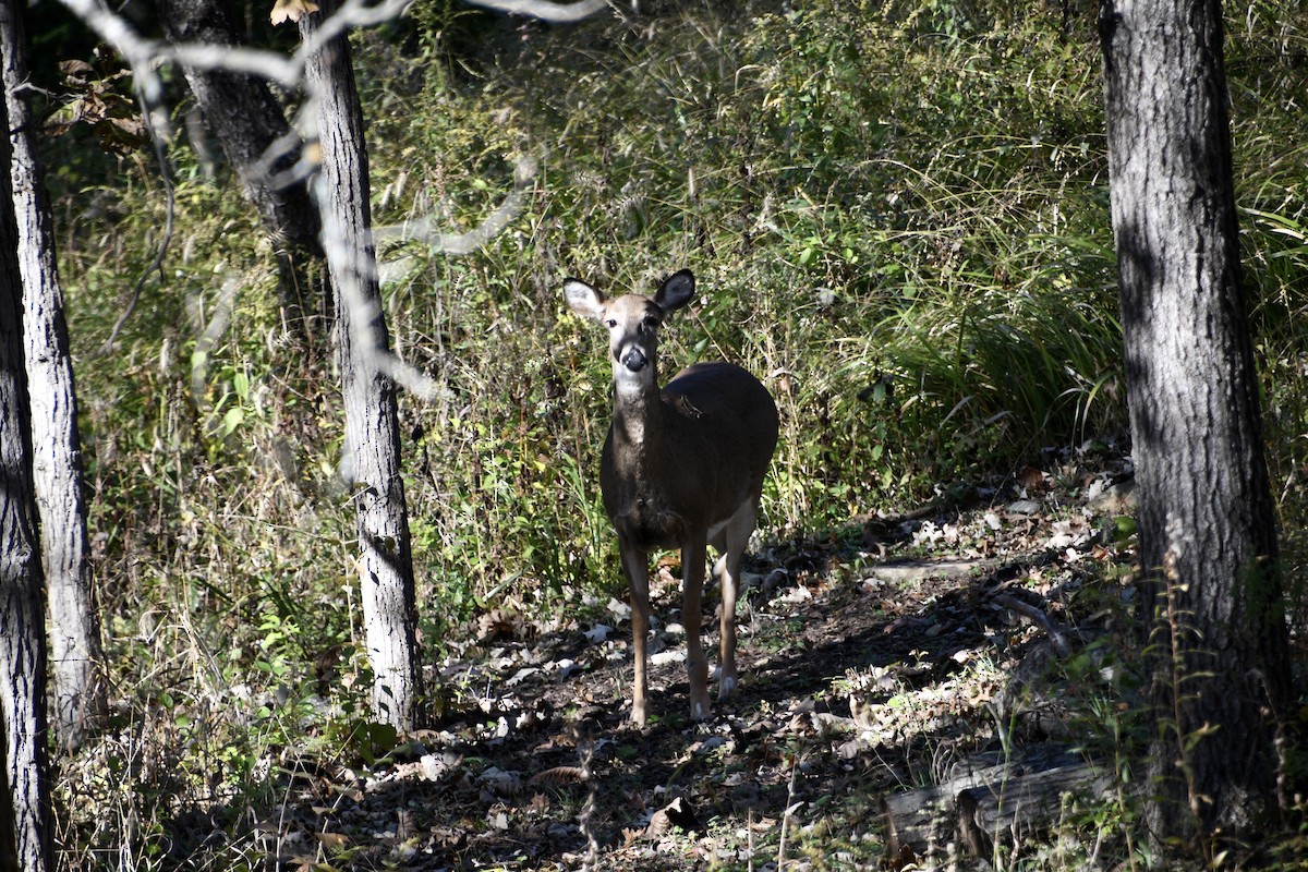 White-tailed Deer - ML644041539