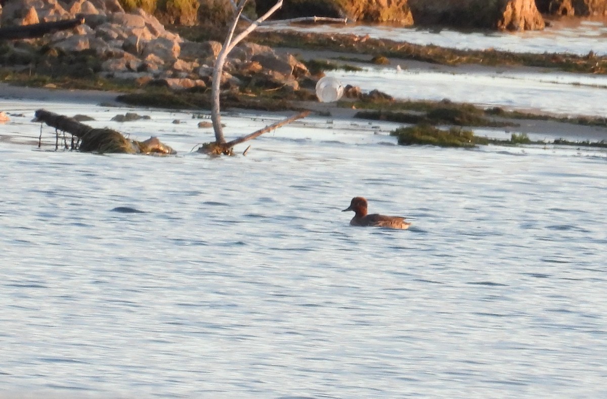 Green-winged Teal - ML644041541