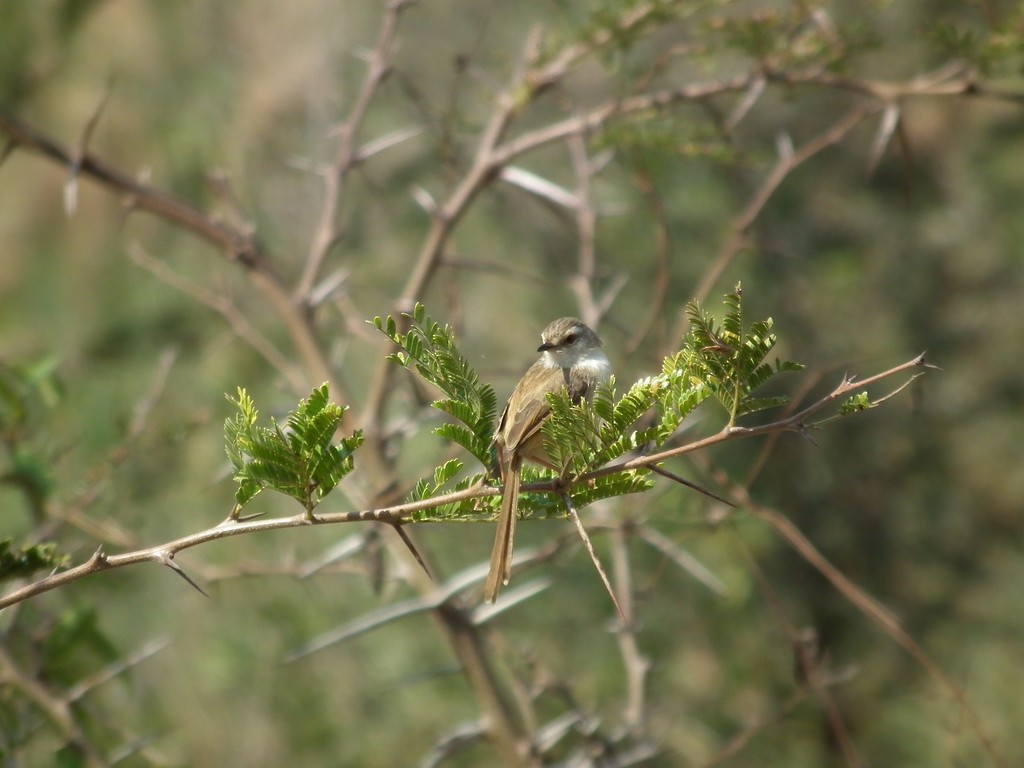 Tawny-flanked Prinia - ML644041548