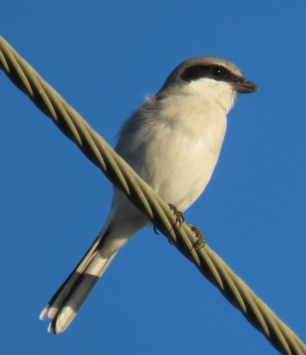 ťuhýk americký - ML644041556