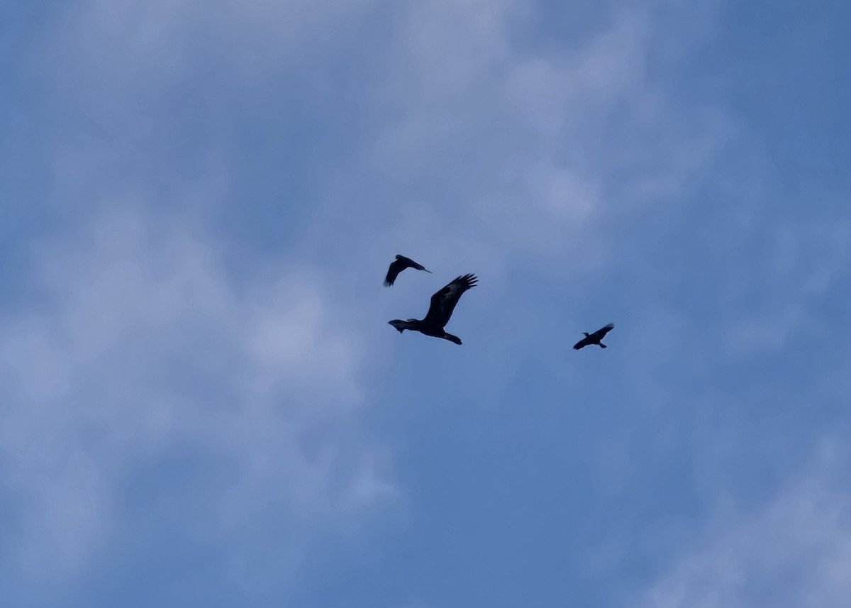 Wedge-tailed Eagle - ML644041559