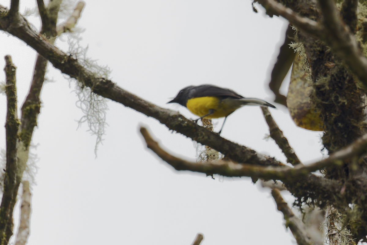 Slate-throated Redstart - ML644041564