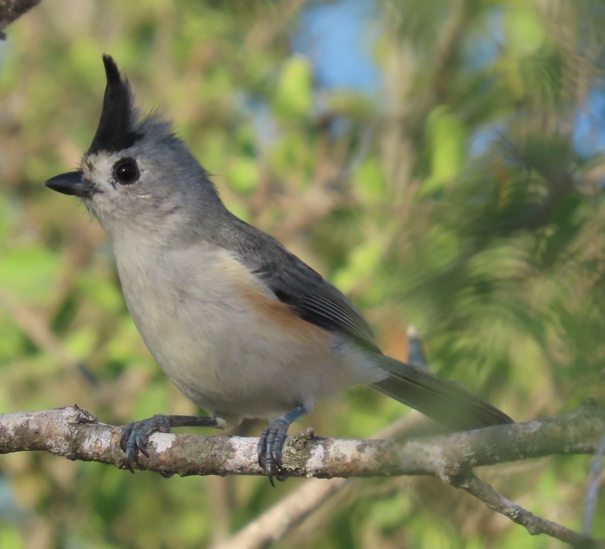 sýkora černochocholatá - ML644041565