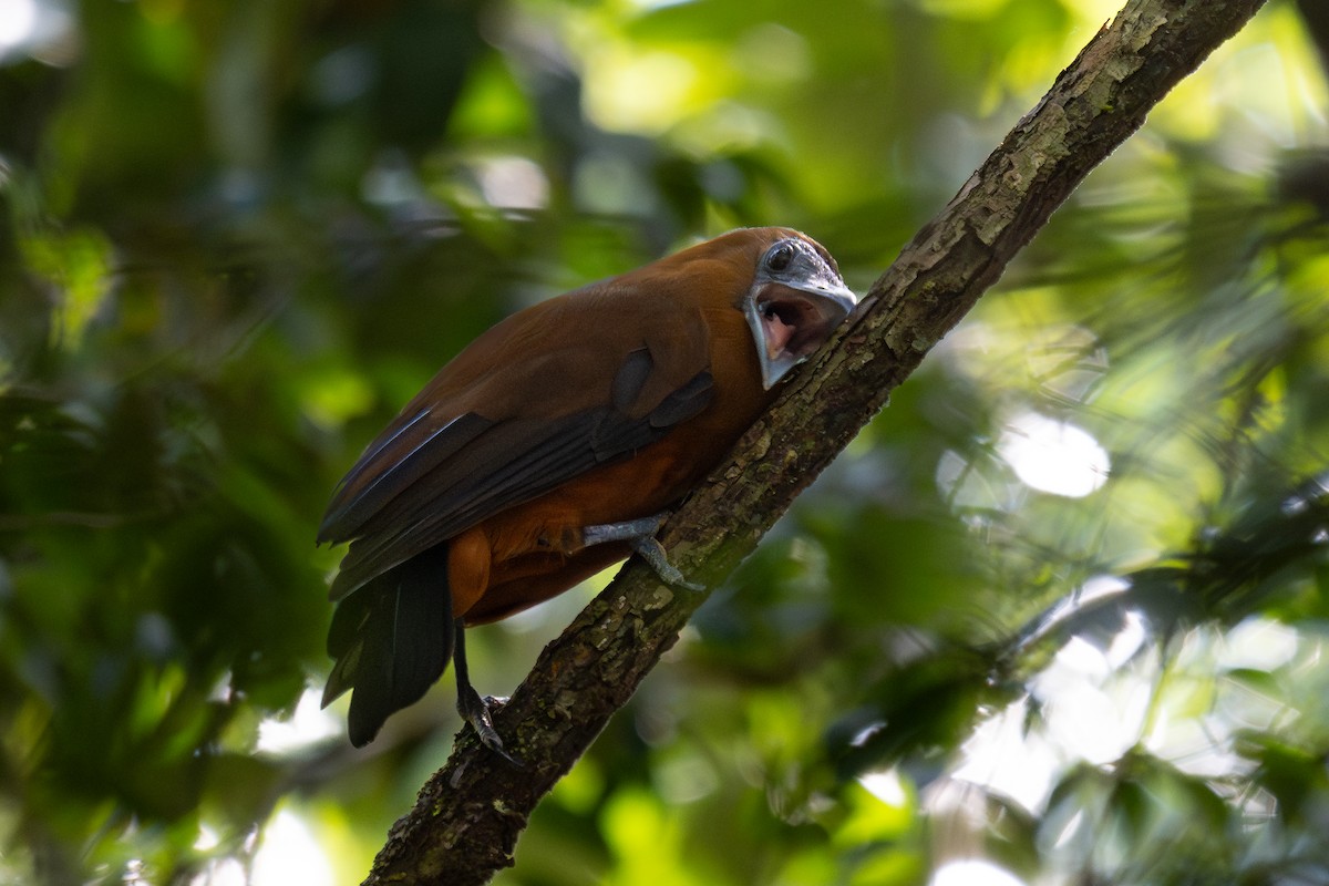 Capuchinbird - ML644041567