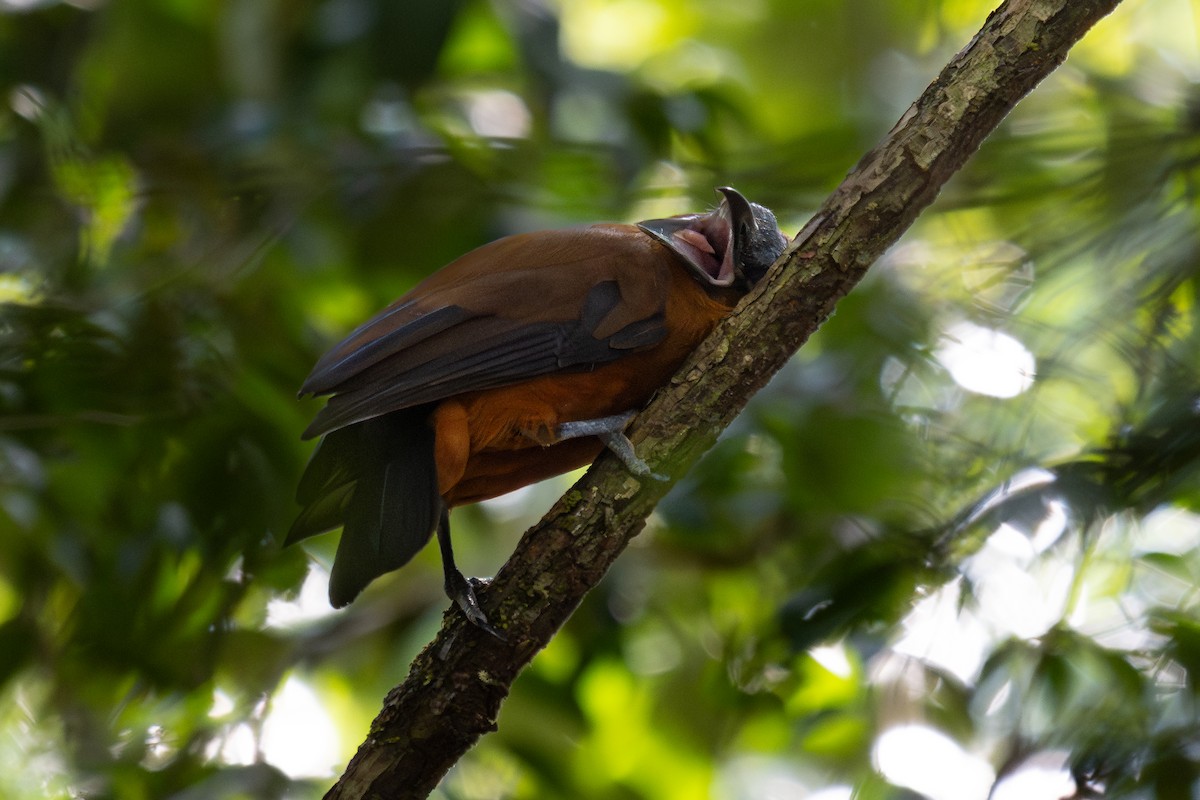 Capuchinbird - ML644041568