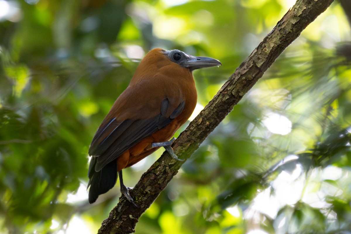 Capuchinbird - ML644041569