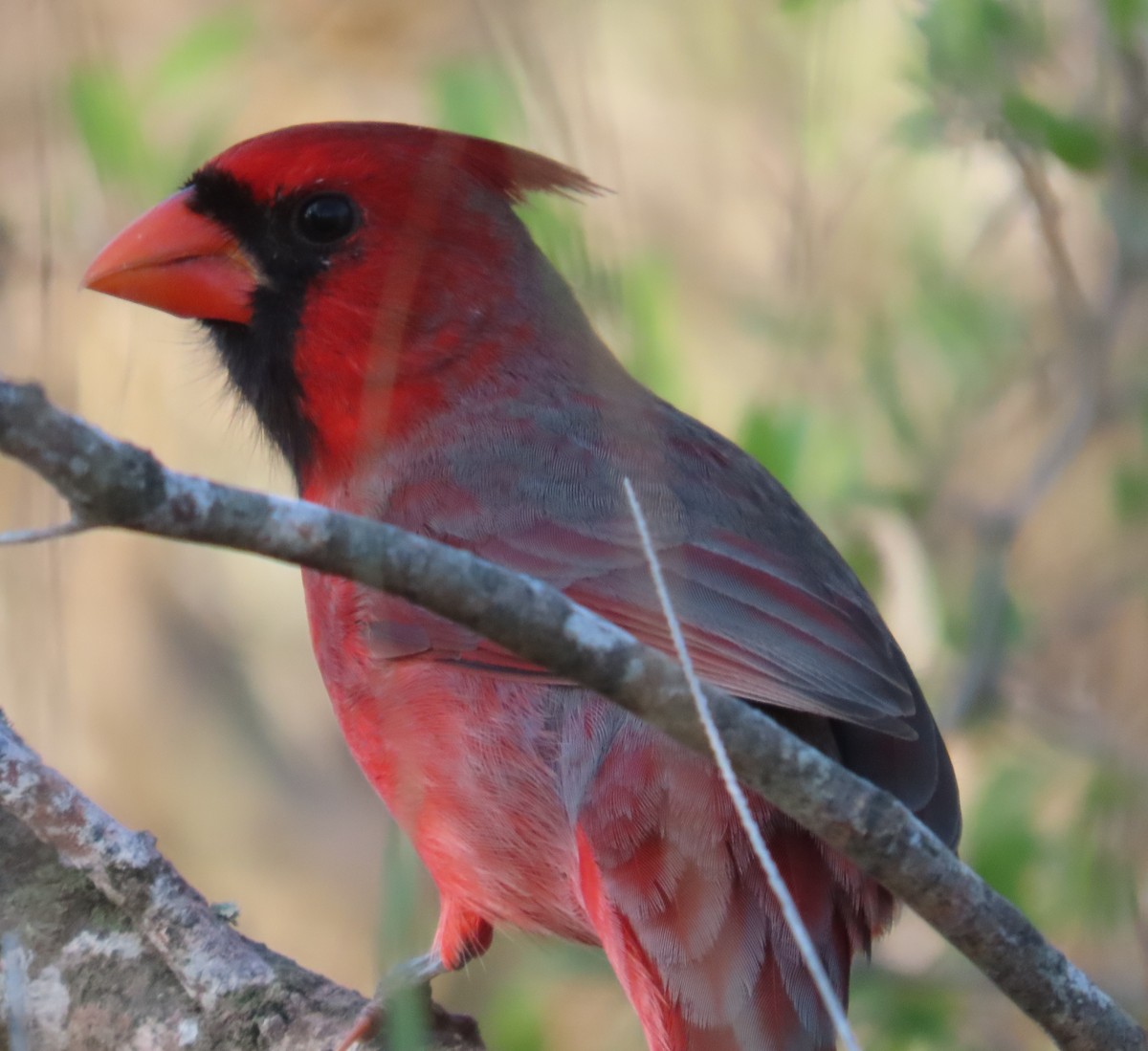 kardinál červený - ML644041578