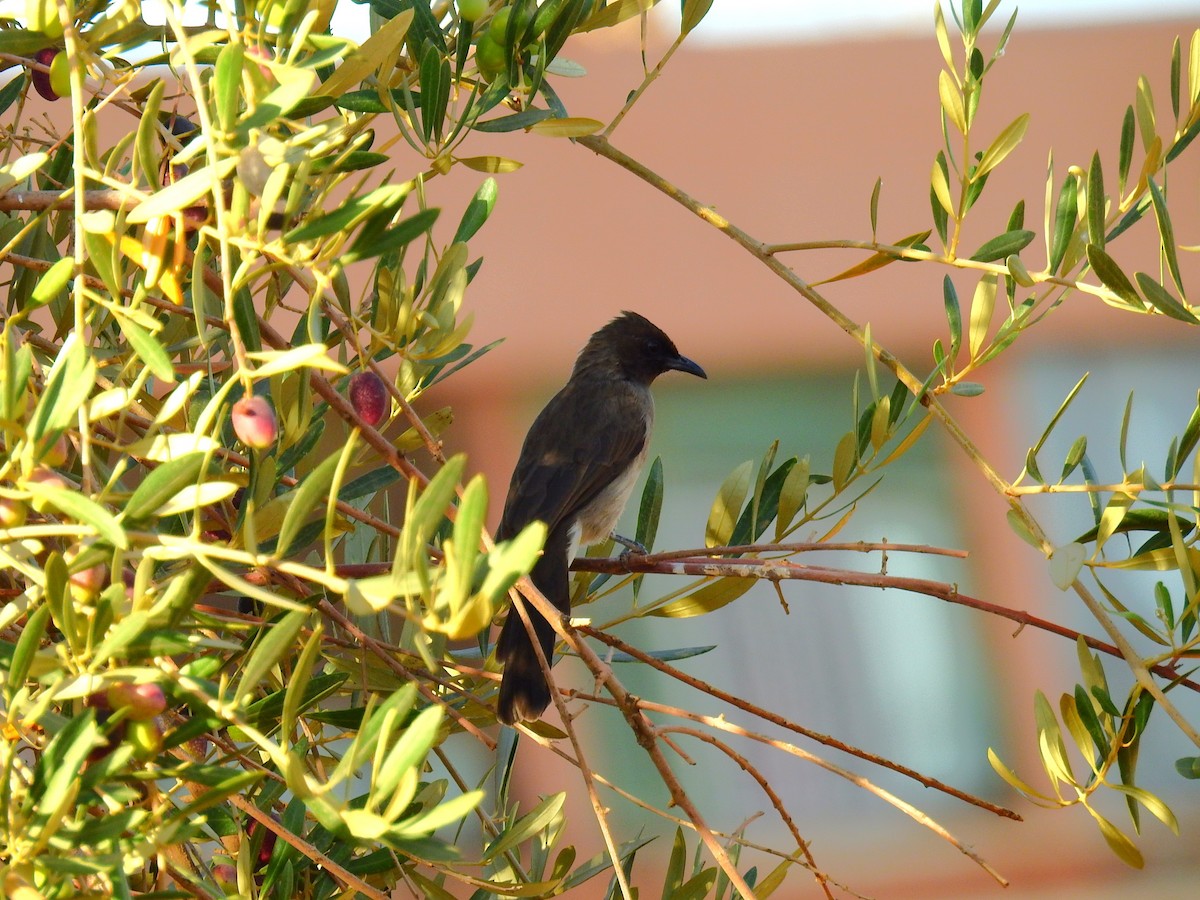 Common Bulbul - ML644041622