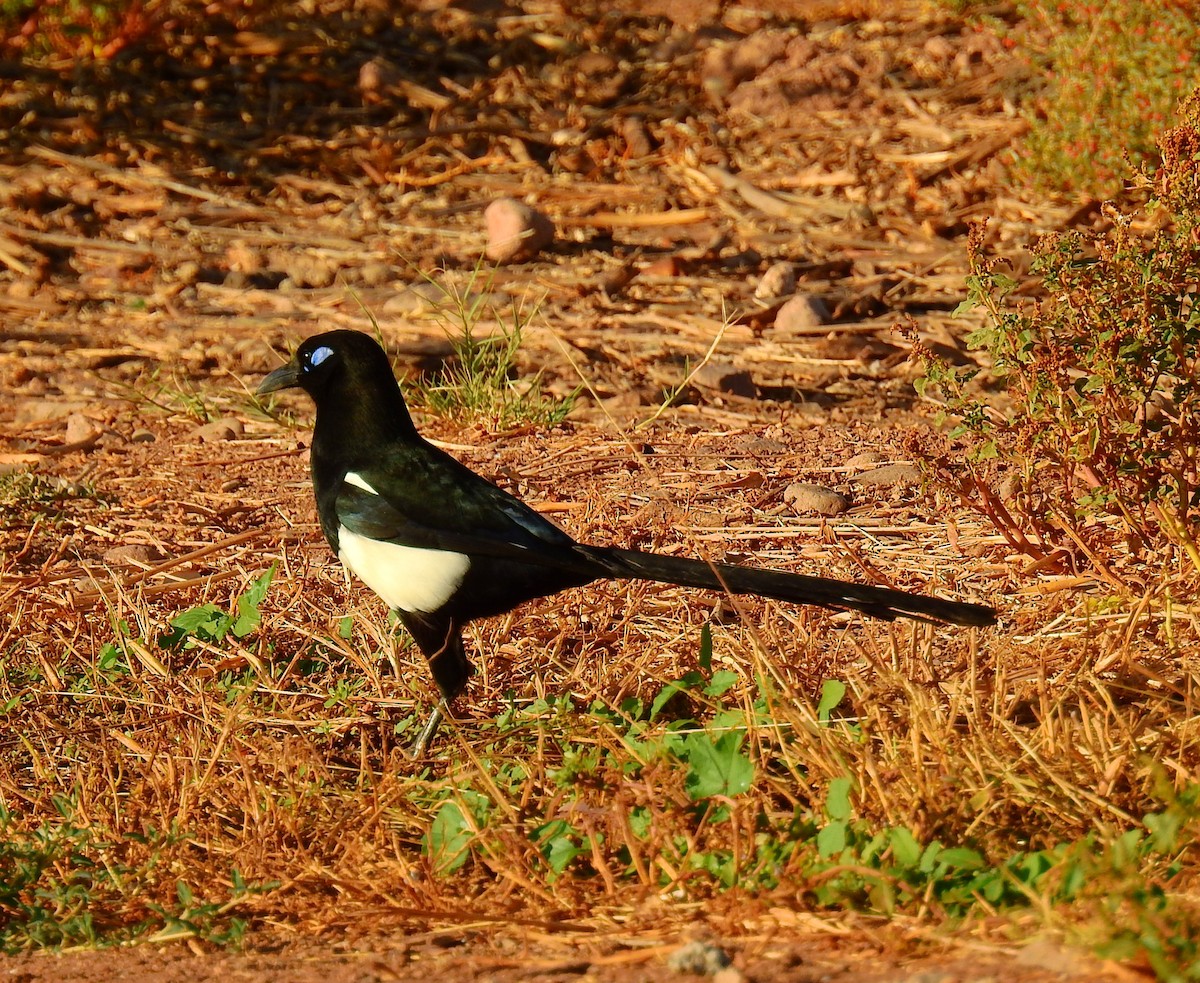 マグレブカササギ - ML644041623