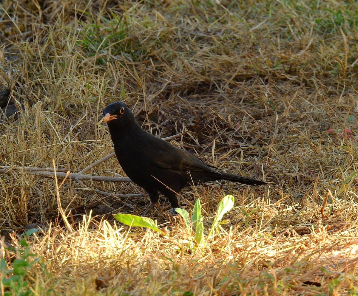Eurasian Blackbird - ML644041626