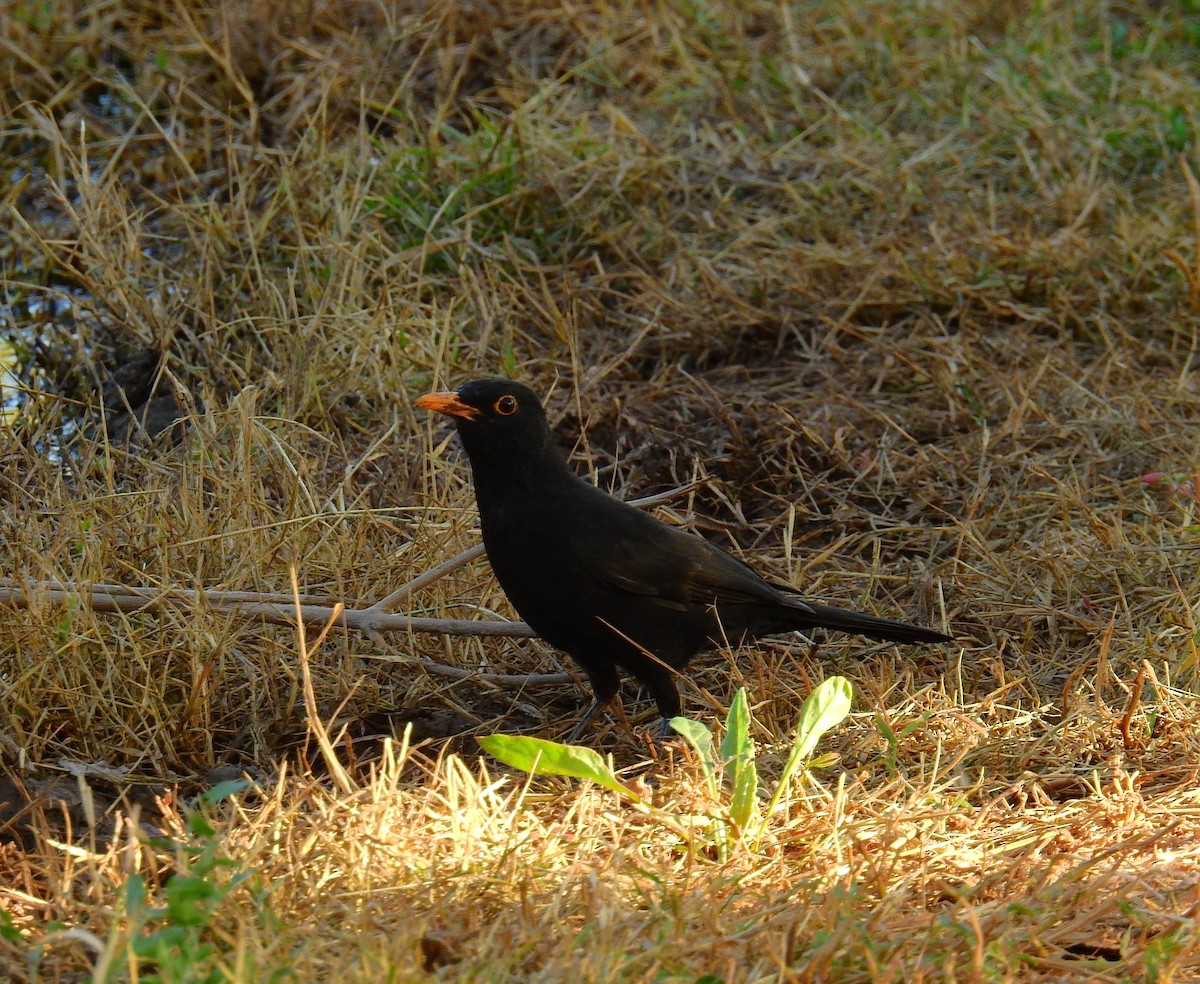 Eurasian Blackbird - ML644041627