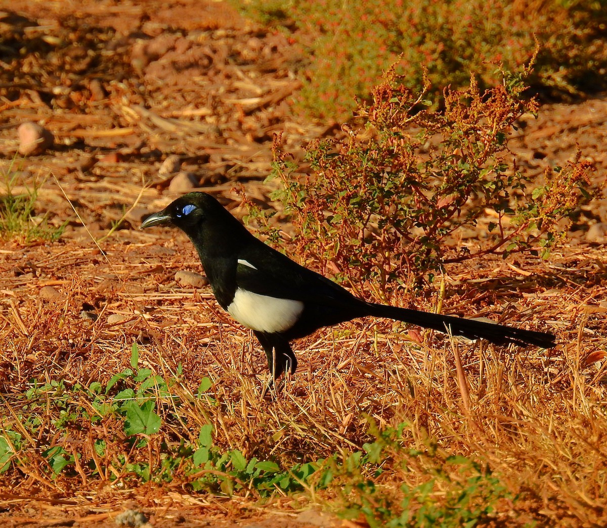 マグレブカササギ - ML644041628