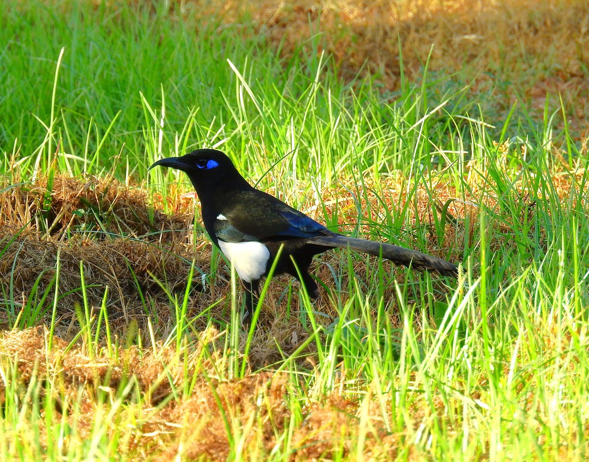 マグレブカササギ - ML644041634