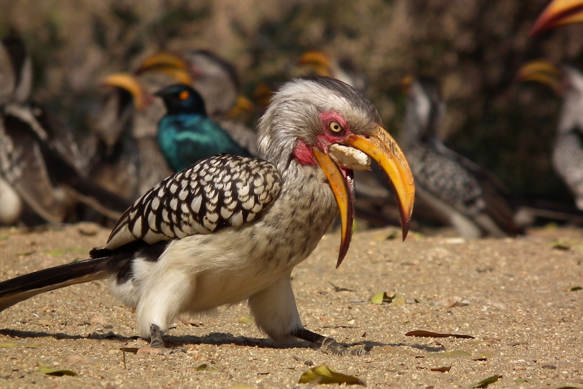 Southern Yellow-billed Hornbill - ML644041642