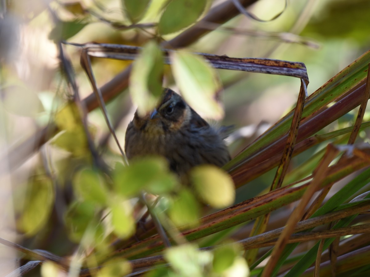 Swamp Sparrow - ML644041649