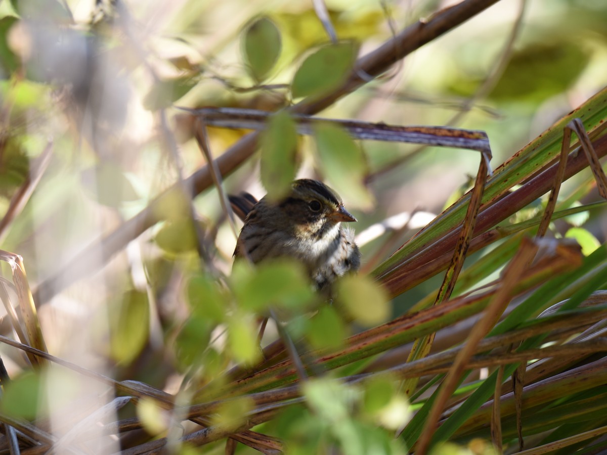 Swamp Sparrow - ML644041650