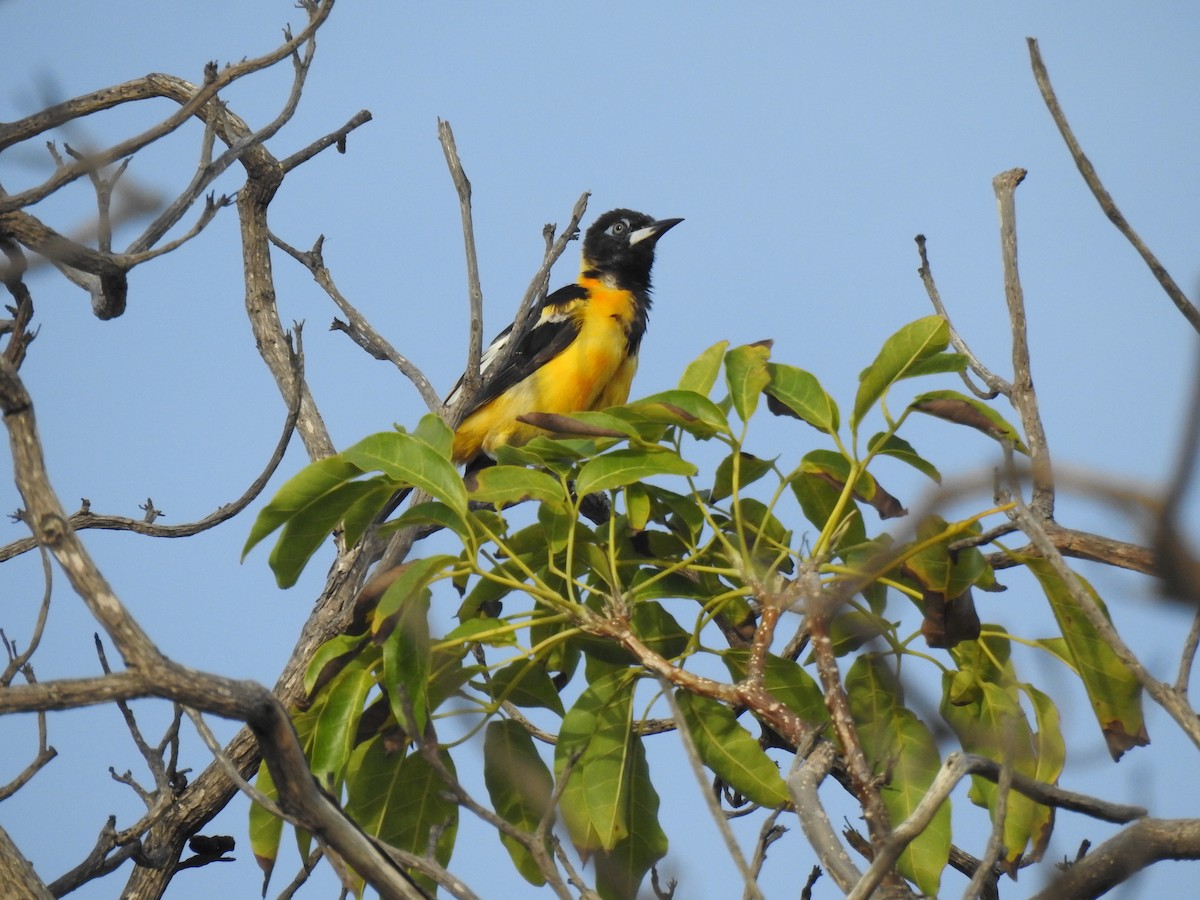Venezuelan Troupial - ML644041673