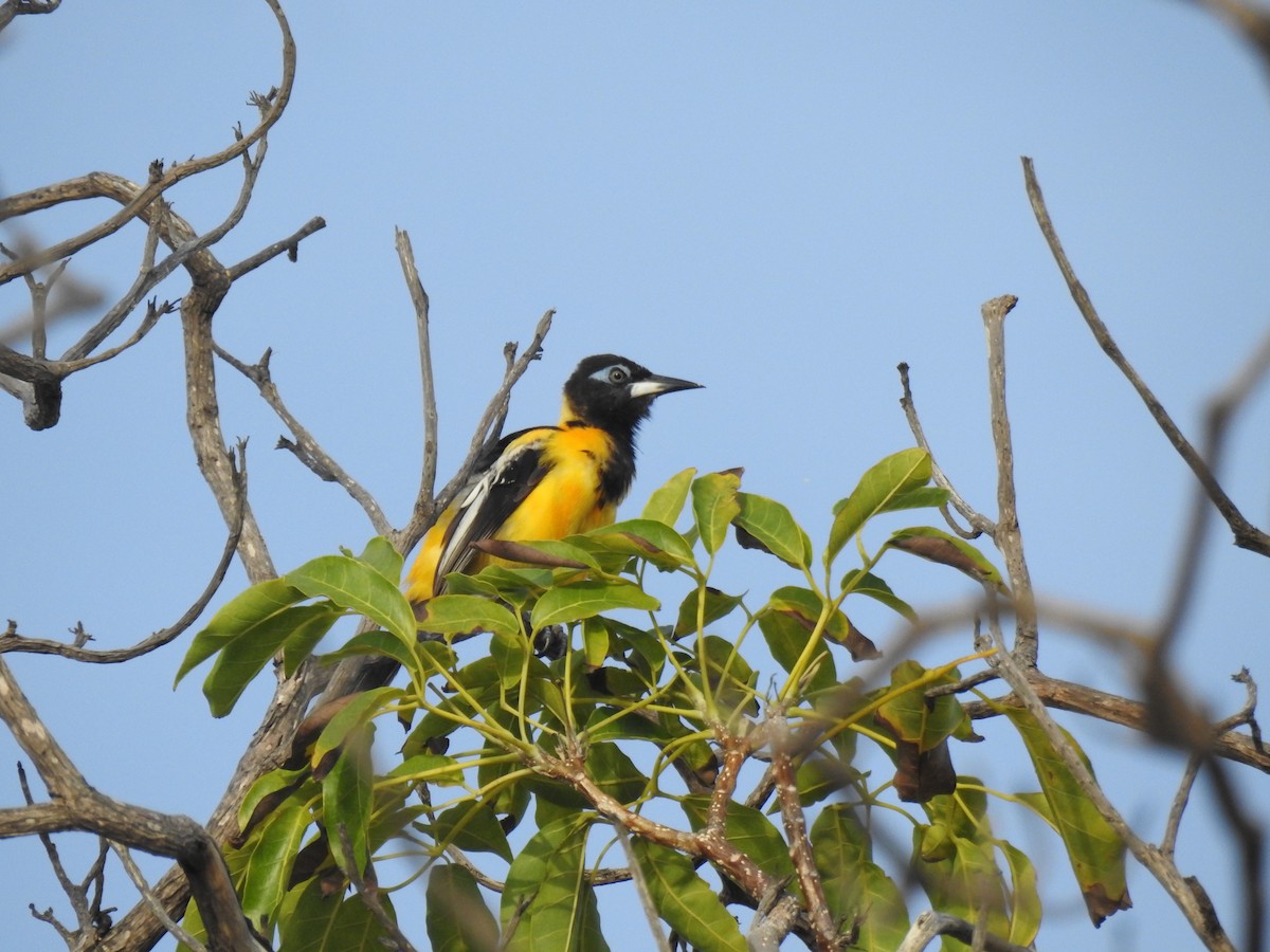 Venezuelan Troupial - ML644041675