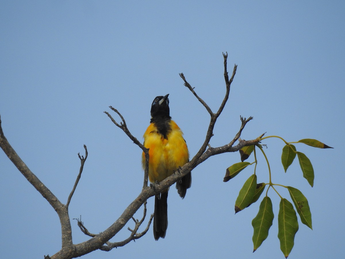 Venezuelan Troupial - ML644041677