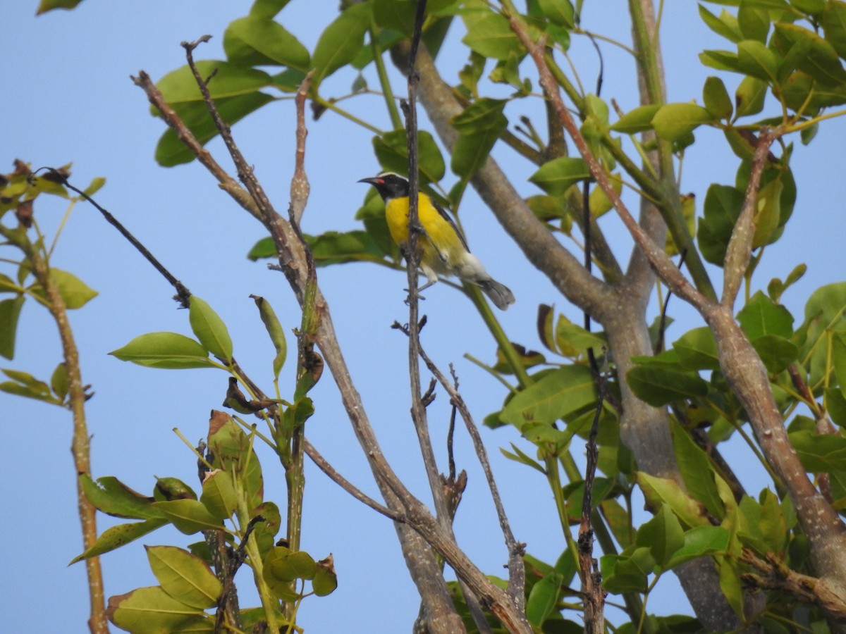 Platanero - ML644041683