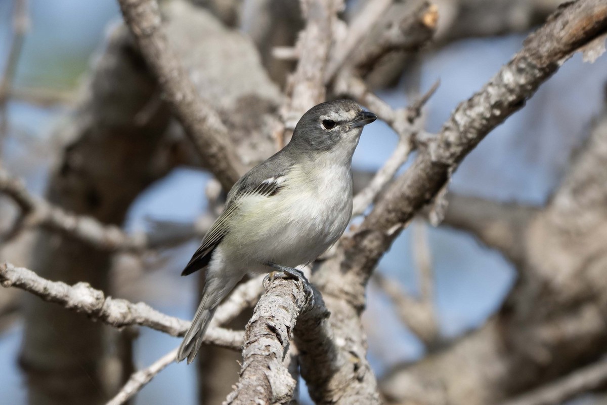 Plumbeous Vireo - ML644041708