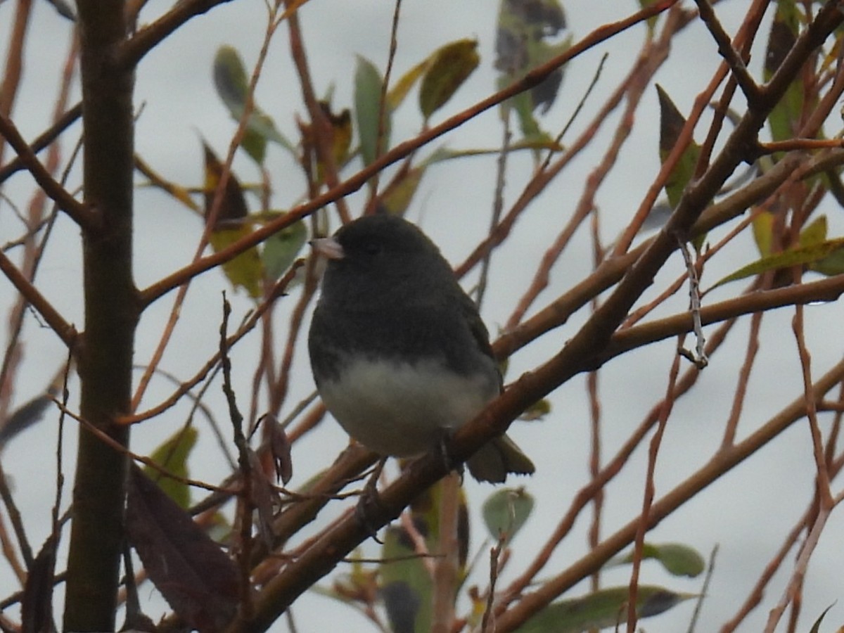 Junco Ojioscuro - ML644041710