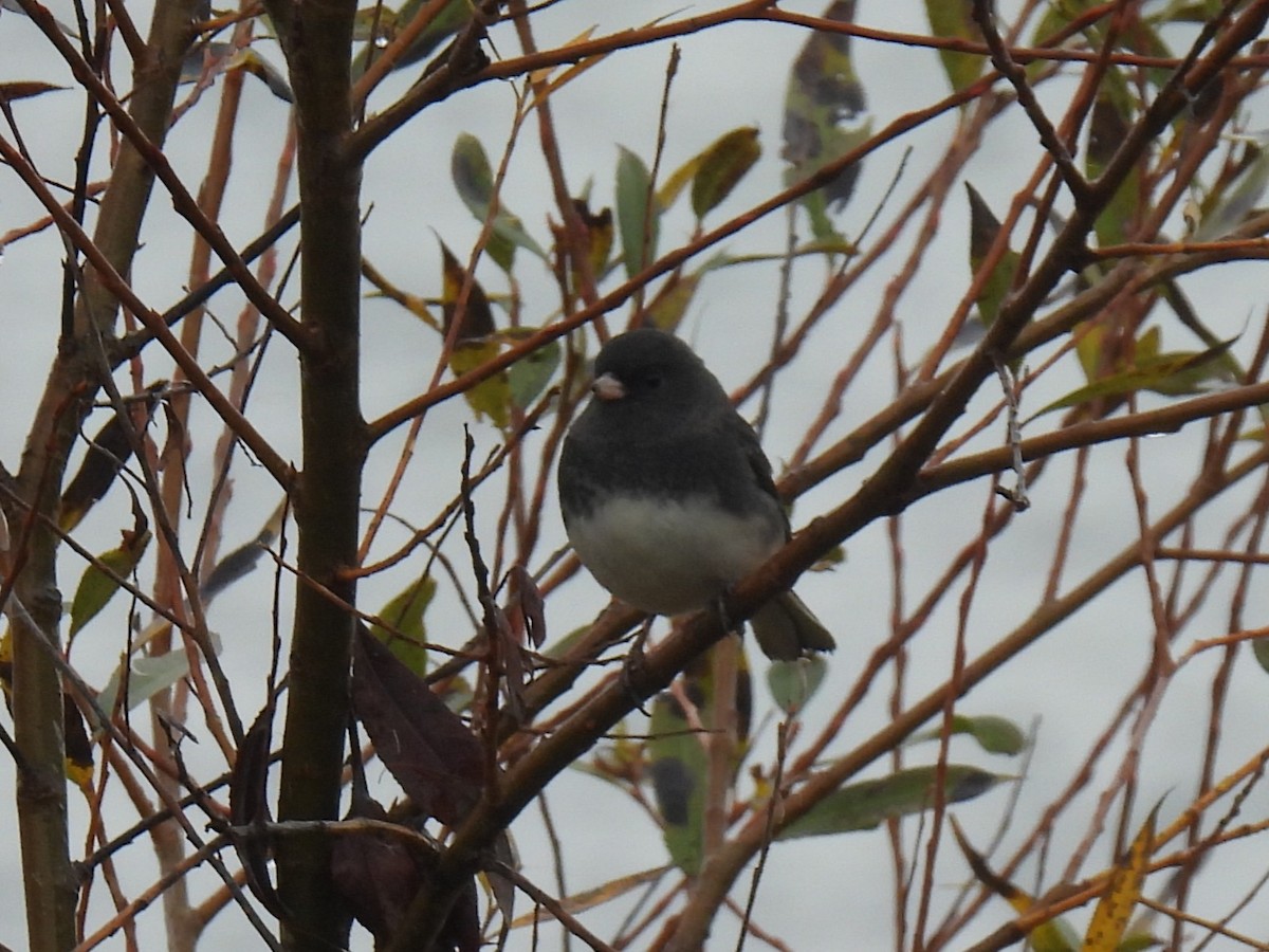 Junco Ojioscuro - ML644041711