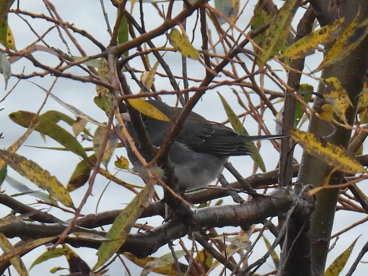 Junco Ojioscuro - ML644041712