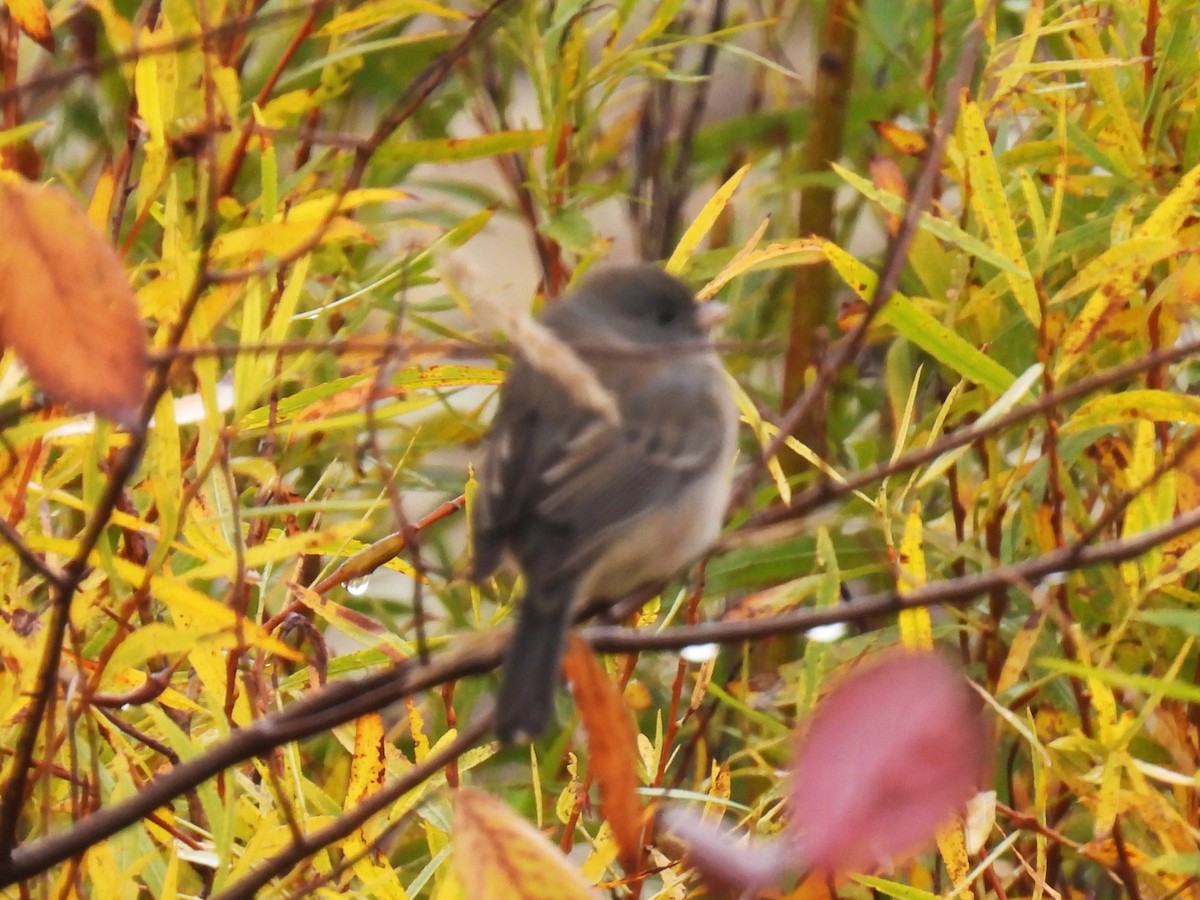 Junco Ojioscuro - ML644041713