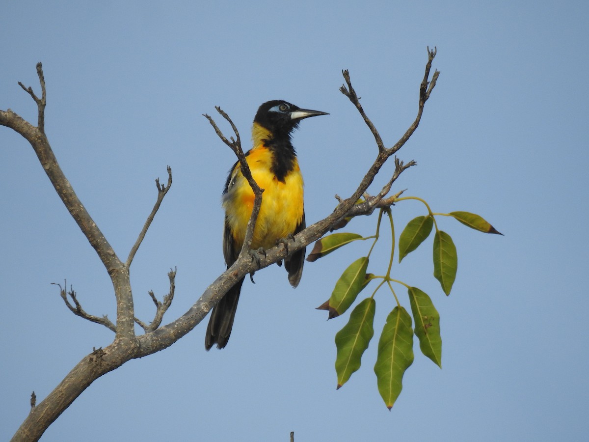 Venezuelan Troupial - ML644041716