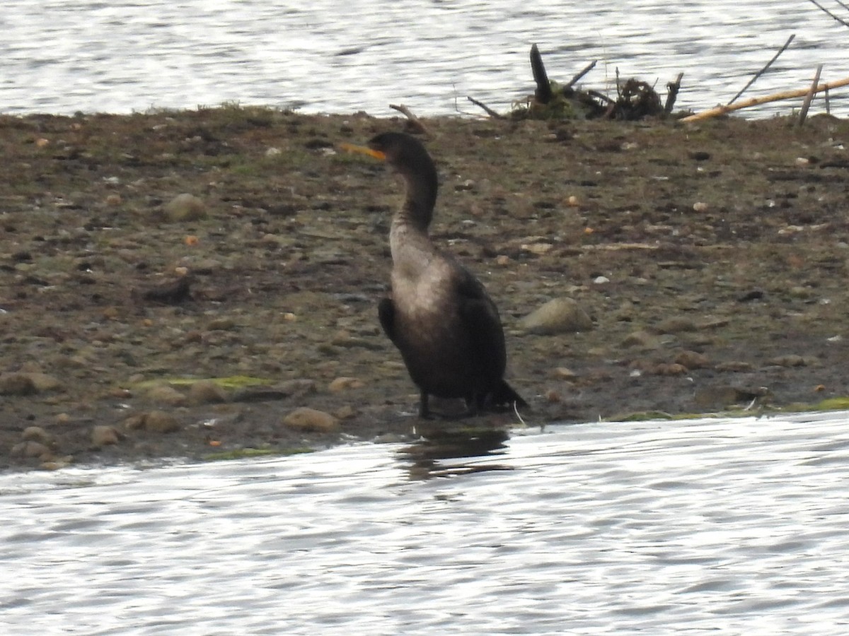 Cormorán Orejudo - ML644041720