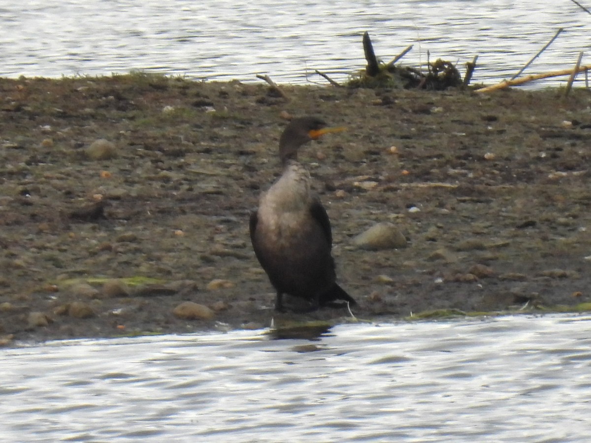 Cormorán Orejudo - ML644041721