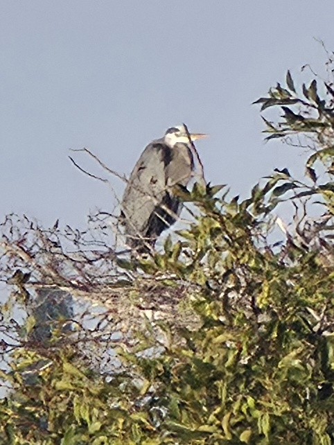 Garza Azulada - ML644041723