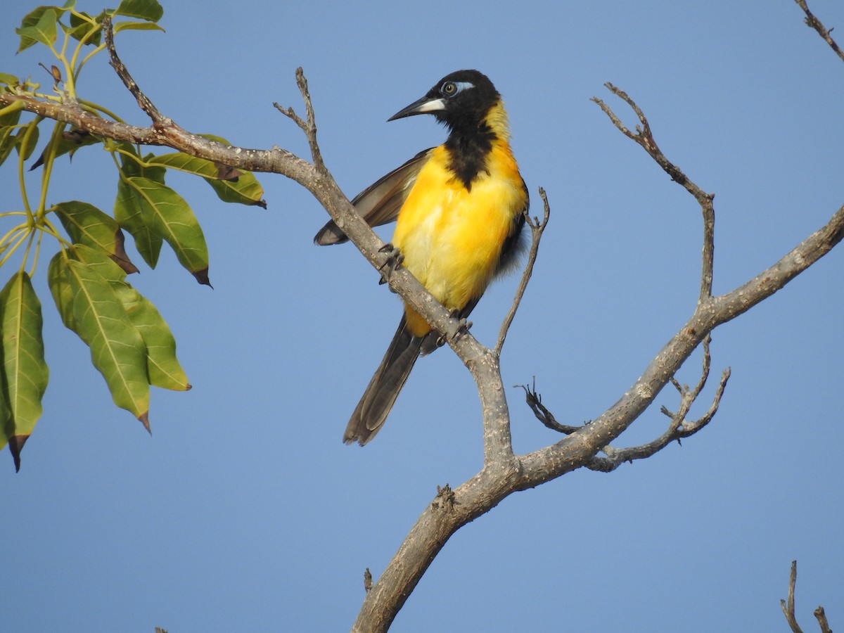 Venezuelan Troupial - ML644041736