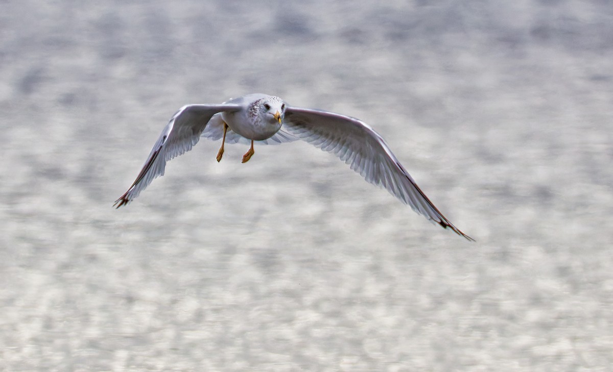 Ring-billed Gull - ML644041737