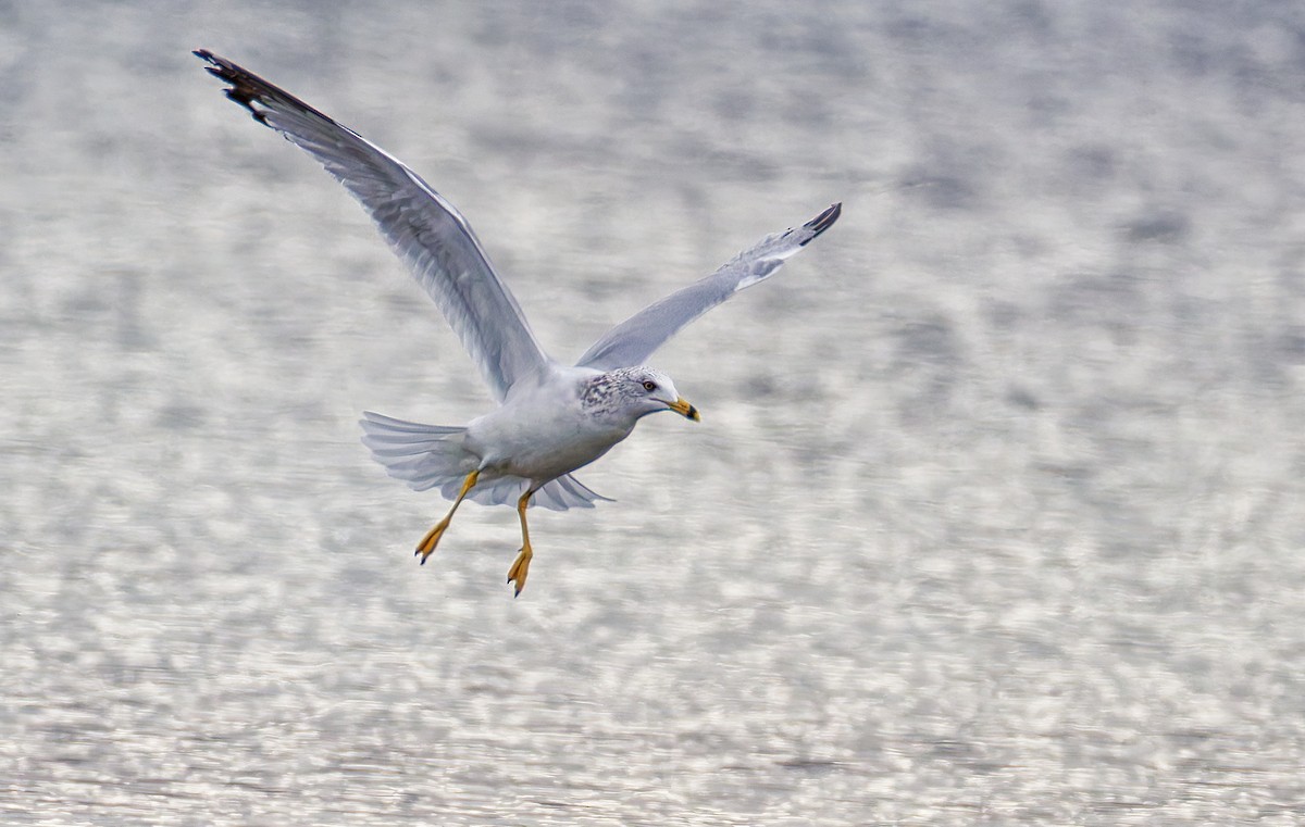 Ring-billed Gull - ML644041738