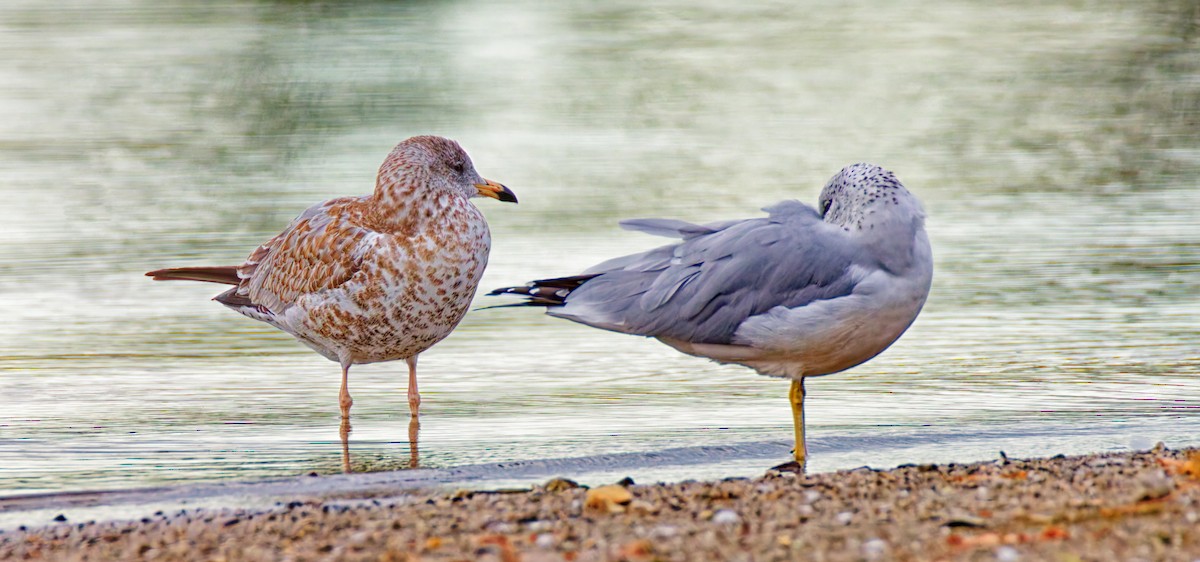 Ring-billed Gull - ML644041739