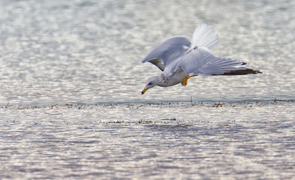 Ring-billed Gull - ML644041740