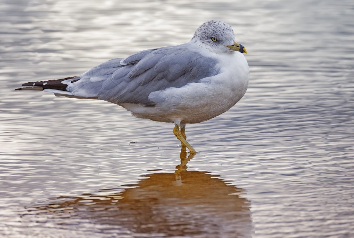 Ring-billed Gull - ML644041741